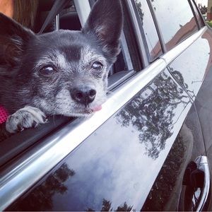 Meet your Posher, Kya